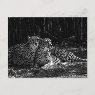Cheetahs Postcard