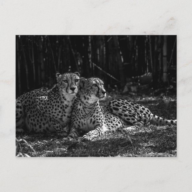Cheetahs Postcard (Front)