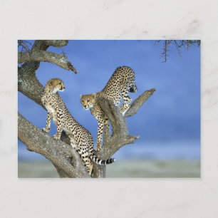 Cheetahs Postcard