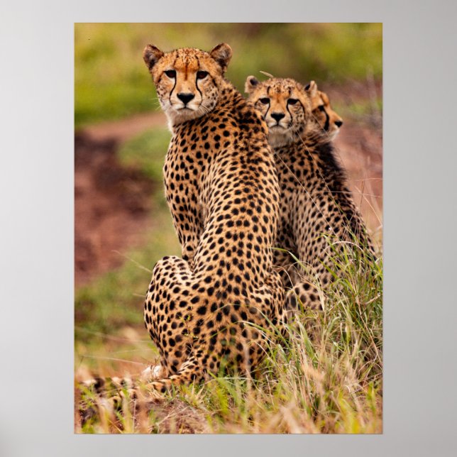 Cheetah's Poster (Front)