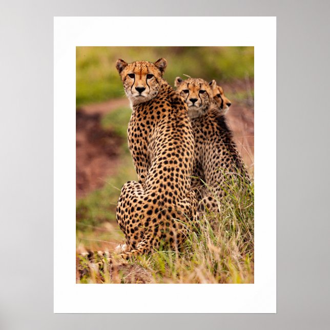 Cheetah's Poster (Front)