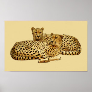 Cheetahs Poster