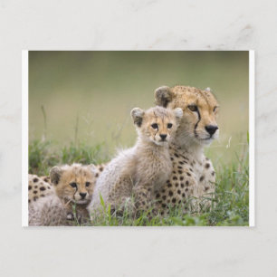 Cheetahs Prospering Postcard