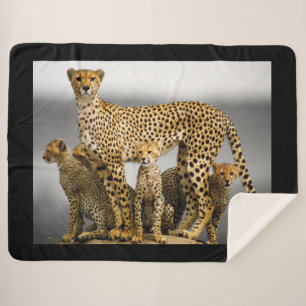 Cheetahs Sherpa Blanket