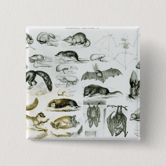 Cheiroptera, Insectivora 15 Cm Square Badge (Front)