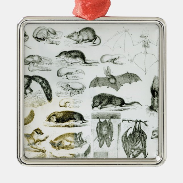 Cheiroptera, Insectivora Metal Tree Decoration (Front)