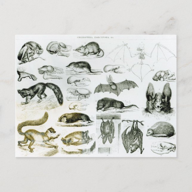 Cheiroptera, Insectivora Postcard (Front)