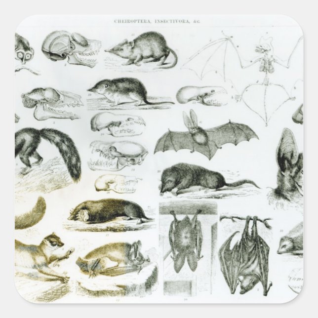 Cheiroptera, Insectivora Square Sticker (Front)