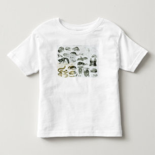 Cheiroptera, Insectivora Toddler T-Shirt