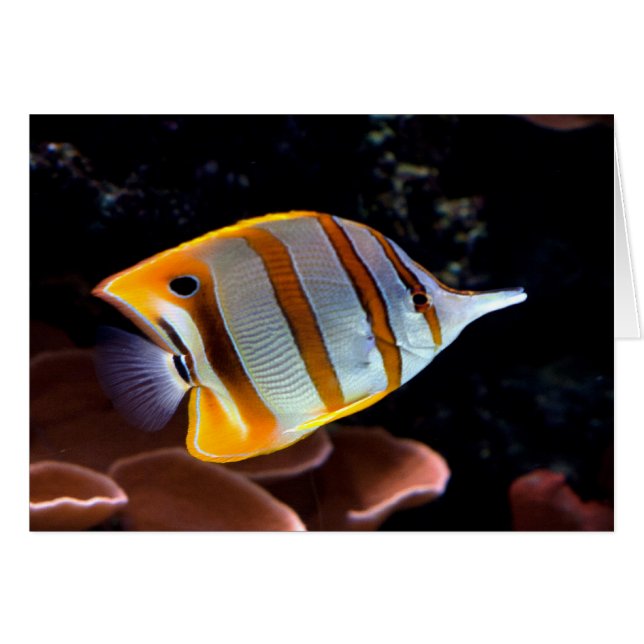 Chelmon rostratus (Front Horizontal)