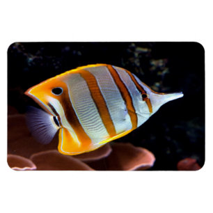 Chelmon rostratus magnet