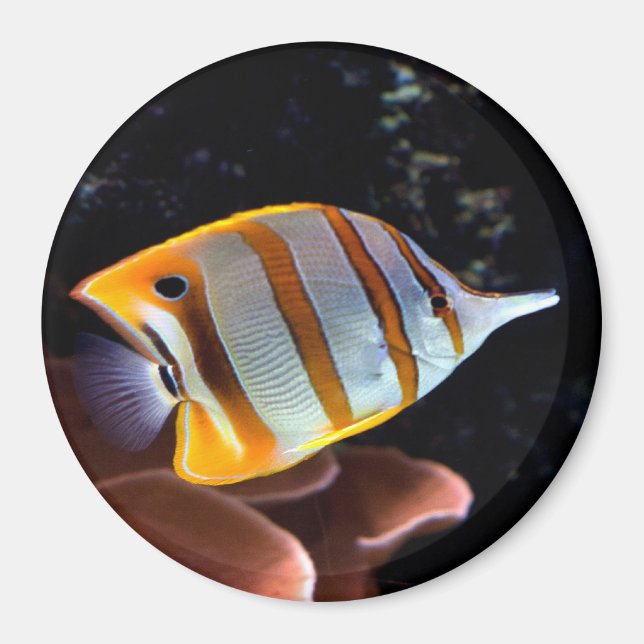 Chelmon rostratus magnet (Front)