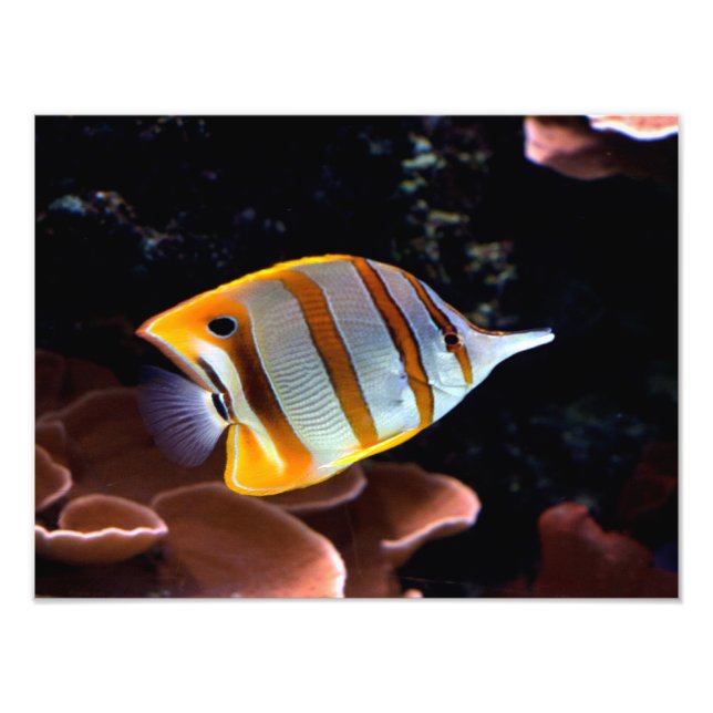Chelmon rostratus photo print (Front)