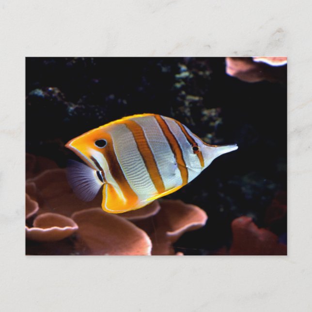 Chelmon rostratus postcard (Front)