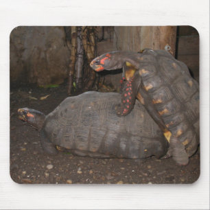 Chelonoidis carbonaria mouse pad