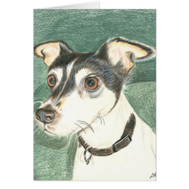 Chelsea fox terrier. (Front)