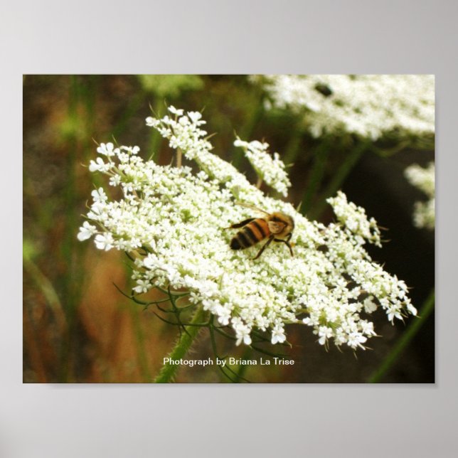 Chemistry Poster (Front)