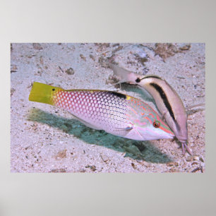 Chequerboard Wrasse Poster