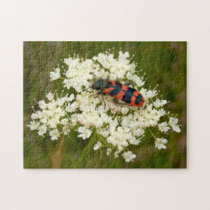 Chequered Beetle Photo Puzzle with Gift Box