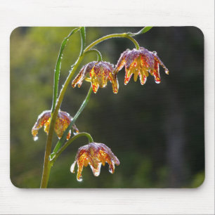 Chequered Lily Dew Drops Flower Photo © Sandy Long Mouse Pad