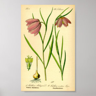 Chequered Lily (Fritillaria meleagris) Poster