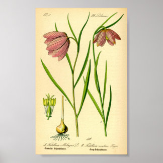 Chequered Lily (Fritillaria meleagris) Poster