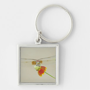 Chequered Setwing (Dythemis fugax) on Mexican Key Ring