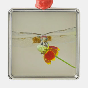 Chequered Setwing (Dythemis fugax) on Mexican Metal Tree Decoration