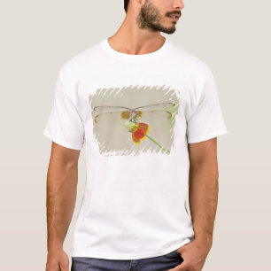 Chequered Setwing (Dythemis fugax) on Mexican T-Shirt