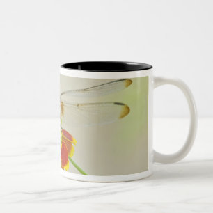 Chequered Setwing (Dythemis fugax) on Mexican Two-Tone Coffee Mug