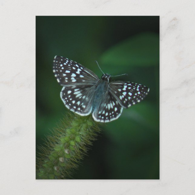 Chequered Skipper Butterfly Postcard (Front)