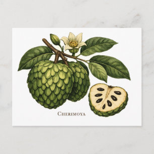 Cherimoya Fruit Branch Botanical Illustration Postcard