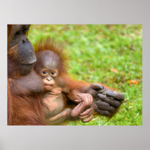 Cherished Orangutan Mother's Cuddle Poster