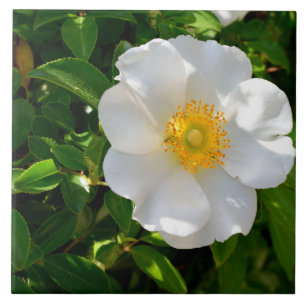Cherokee Rose Flower  Ceramic Tile