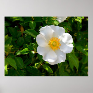 Cherokee Rose Flower Poster