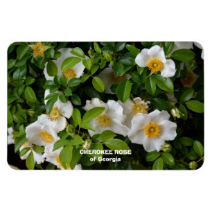 Cherokee Rose Magnet