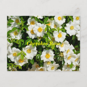 Cherokee Rose Postcard