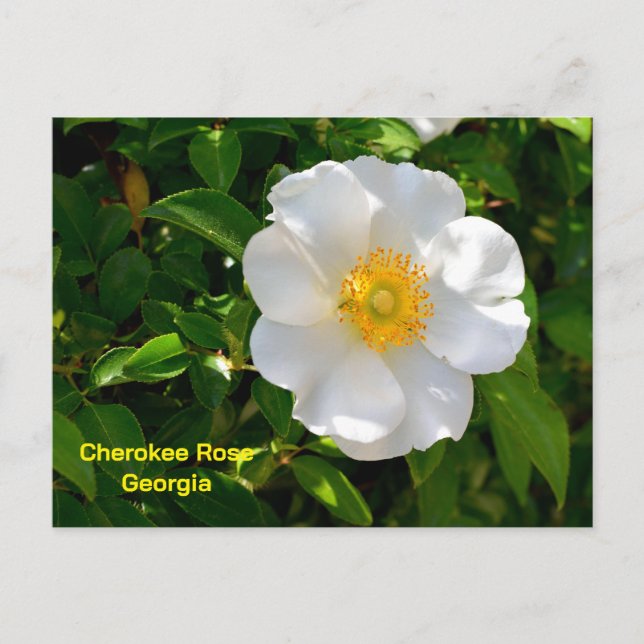 Cherokee Rose State flower of Georgia Postcard (Front)