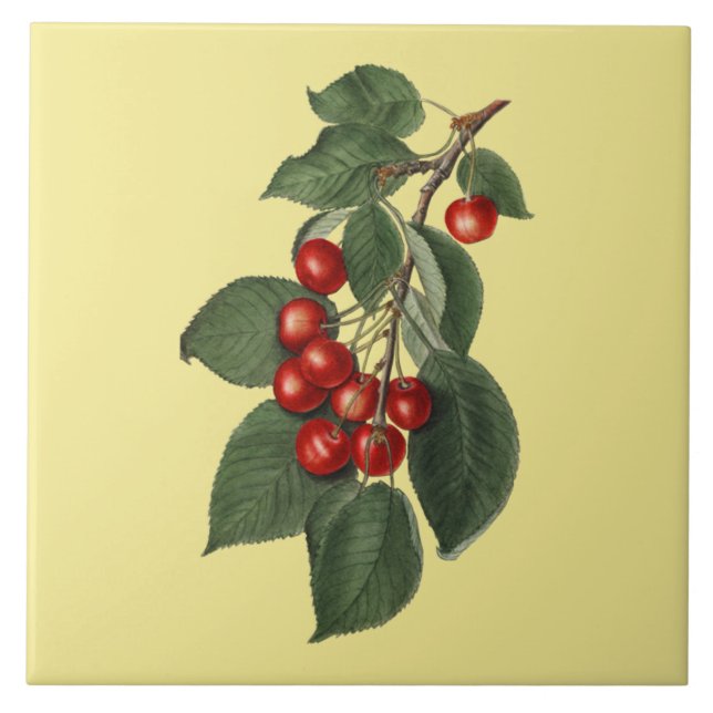Cherries ~ Botanical Tile ~ Kitchen ~ Any Colour ~ (Front)
