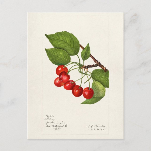 Cherries (Prunus Avium) Fruit Watercolor Painting Postcard (Front)