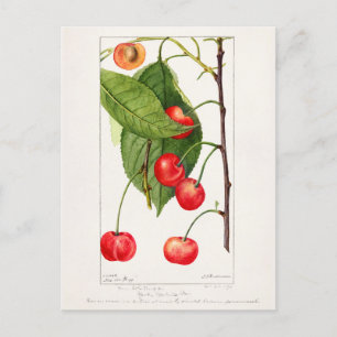 Cherries (Prunus Avium) Fruit Watercolor Painting Postcard