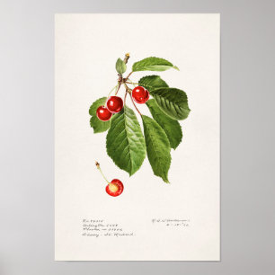 Cherries (Prunus Avium) Fruit Watercolor Painting Poster