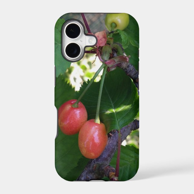 Cherries turning red (Back)