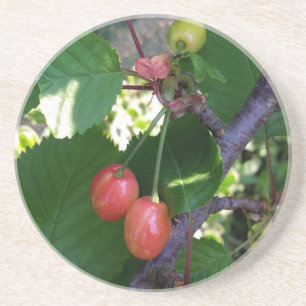 Cherries turning red coaster