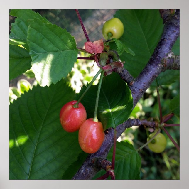 Cherries turning red poster (Front)