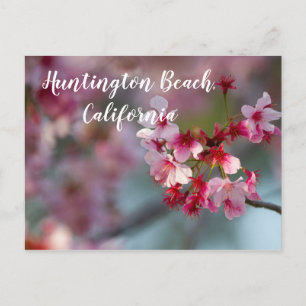 Cherry bloom in Huntington Beach, California Postcard