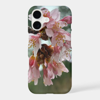 cherry blossom
