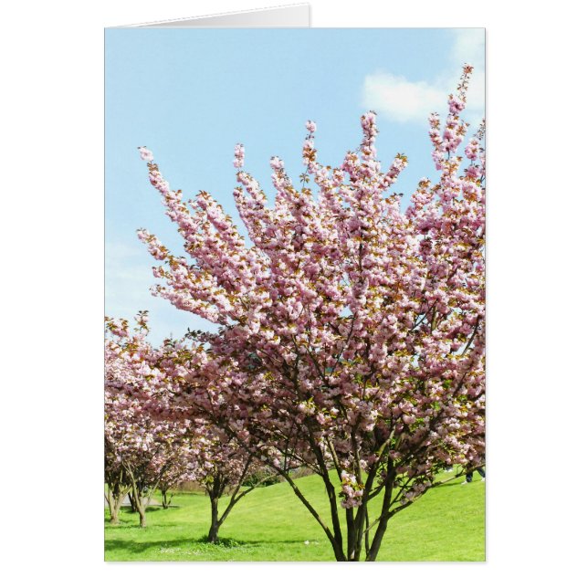 Cherry Blossom (Front)