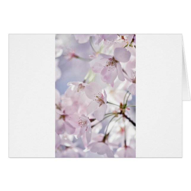 Cherry Blossom (Front Horizontal)