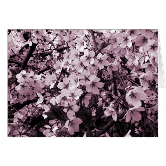 Cherry Blossom (Front Horizontal)